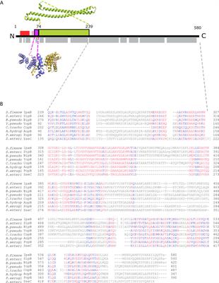 Structural Insights of Shigella Translocator IpaB and Its Chaperone IpgC in Solution